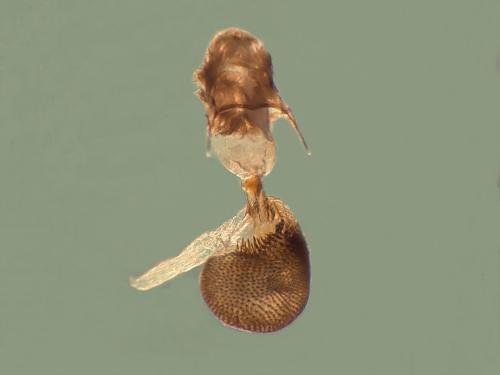 Réf. 327 657 : Eupithecia vulgata